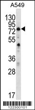 SPATA7 Antibody (C-term) (Cat. #AP12419b) western blot analysis in A549 cell line lysates (35ug/lane).This demonstrates the SPATA7 antibody detected the SPATA7 protein (arrow).
