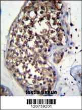 FBXO15 Antibody (N-term) (Cat. #AP12418a)immunohistochemistry analysis in formalin fixed and paraffin embedded human testis tissue followed by peroxidase conjugation of the secondary antibody and DAB staining.This data demonstrates the use of FBXO15 Antibody (N-term) for immunohistochemistry. Clinical relevance has not been evaluated.
