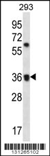 OR52E2 Antibody (C-term) (Cat. #AP12373b) western blot analysis in 293 cell line lysates (35ug/lane).This demonstrates the OR52E2 antibody detected the OR52E2 protein (arrow).