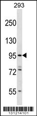 ESPNL Antibody (C-term) (Cat. #AP12361b) western blot analysis in 293 cell line lysates (35ug/lane).This demonstrates the ESPNL antibody detected the ESPNL protein (arrow).