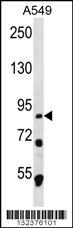 MDM1 Antibody (C-term) (Cat. #AP12344b) western blot analysis in A549 cell line lysates (35ug/lane).This demonstrates the MDM1 antibody detected the MDM1 protein (arrow).