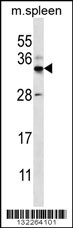 FOXI2 Antibody (Center) (Cat. #AP12339c) western blot analysis in mouse spleen tissue lysates (35ug/lane).This demonstrates the FOXI2 antibody detected the FOXI2 protein (arrow).