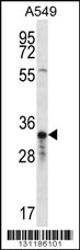 OR4F5 Antibody (N-term) (Cat. #AP12320a) western blot analysis in A549 cell line lysates (35ug/lane).This demonstrates the OR4F5 antibody detected the OR4F5 protein (arrow).