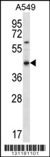 OR51S1 Antibody (C-term) (Cat. #AP12317b) western blot analysis in A549 cell line lysates (35ug/lane).This demonstrates the OR51S1 antibody detected the OR51S1 protein (arrow).