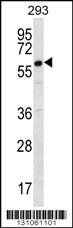 DAZ2 Antibody (C-term) (Cat. #AP12295b) western blot analysis in 293 cell line lysates (35ug/lane).This demonstrates the DAZ2 antibody detected the DAZ2 protein (arrow).