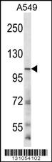 GRIN3B Antibody (C-term) (Cat. #AP12291b) western blot analysis in A549 cell line lysates (35ug/lane).This demonstrates the GRIN3B antibody detected the GRIN3B protein (arrow).