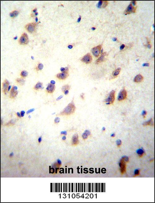 GRIN3B Antibody (C-term) (Cat. #AP12291b)immunohistochemistry analysis in formalin fixed and paraffin embedded human brain tissue followed by peroxidase conjugation of the secondary antibody and DAB staining.This data demonstrates the use of GRIN3B Antibody (C-term) for immunohistochemistry. Clinical relevance has not been evaluated.