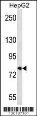 FNDC7 Antibody (C-term) (Cat. #AP12278b) western blot analysis in HepG2 cell line lysates (35ug/lane).This demonstrates the FNDC7 antibody detected the FNDC7 protein (arrow).