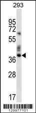 OR9K2 Antibody (C-term) (Cat. #AP12275b) western blot analysis in 293 cell line lysates (35ug/lane).This demonstrates the OR9K2 antibody detected the OR9K2 protein (arrow).