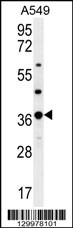 OR4M1 Antibody (C-term) (Cat. #AP12214b) western blot analysis in A549 cell line lysates (35ug/lane).This demonstrates the OR4M1 antibody detected the OR4M1 protein (arrow).