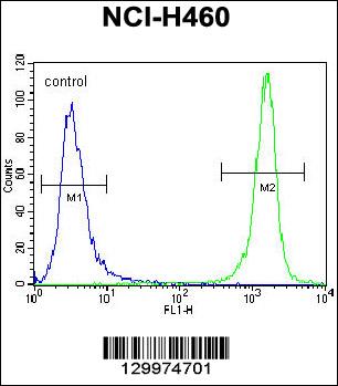 PRAMEF8 Antibody (C-term) (Cat. #AP12211b) flow cytometric analysis of NCI-H460 cells (right histogram) compared to a negative control cell (left histogram).FITC-conjugated goat-anti-rabbit secondary antibodies were used for the analysis.