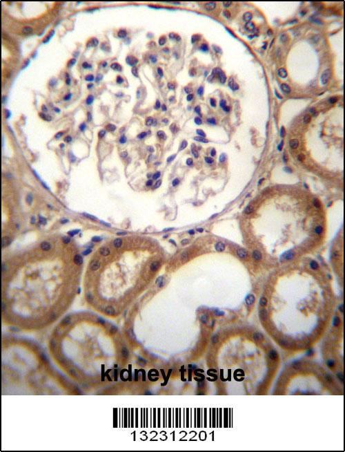 CLEC18A Antibody (C-term) (Cat. #AP12716b)immunohistochemistry analysis in formalin fixed and paraffin embedded human kidney tissue followed by peroxidase conjugation of the secondary antibody and DAB staining.This data demonstrates the use of CLEC18A Antibody (C-term) for immunohistochemistry. Clinical relevance has not been evaluated.