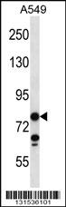 CCDC13 Antibody (N-term) (Cat. #AP12686a) western blot analysis in A549 cell line lysates (35ug/lane).This demonstrates the CCDC13 antibody detected the CCDC13 protein (arrow).