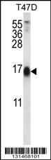 SKA2 Antibody (N-term) (Cat. #AP12680a) western blot analysis in T47D cell line lysates (35ug/lane).This demonstrates the SKA2 antibody detected the SKA2 protein (arrow).