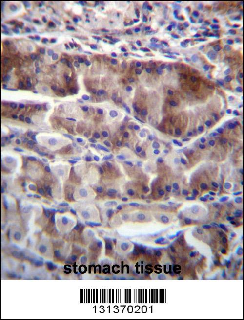 NRSN2 Antibody (C-term) (Cat. #AP12670b)immunohistochemistry analysis in formalin fixed and paraffin embedded human stomach tissue followed by peroxidase conjugation of the secondary antibody and DAB staining.This data demonstrates the use of NRSN2 Antibody (C-term) for immunohistochemistry. Clinical relevance has not been evaluated.