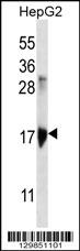 KRTAP1-3 Antibody (Center) (Cat. #AP12654c) western blot analysis in HepG2 cell line lysates (35ug/lane).This demonstrates the KRTAP1-3 antibody detected the KRTAP1-3 protein (arrow).
