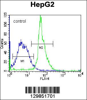 KRTAP1-3 Antibody (Center) (Cat. #AP12654c) flow cytometric analysis of K562 cells (right histogram) compared to a negative control cell (left histogram).FITC-conjugated donkey-anti-rabbit secondary antibodies were used for the analysis.