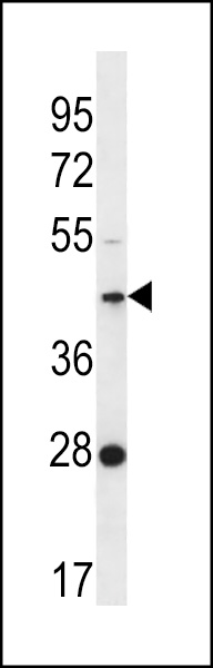 F105A Antibody (Center) (Cat. #AP12625c) western blot analysis in K562 cell line lysates (35ug/lane).This demonstrates the F105A antibody detected the F105A protein (arrow).