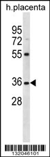 OR5AN1 Antibody (C-term) (Cat. #AP12603b) western blot analysis in human placenta tissue lysates (35ug/lane).This demonstrates the OR5AN1 antibody detected the OR5AN1 protein (arrow).