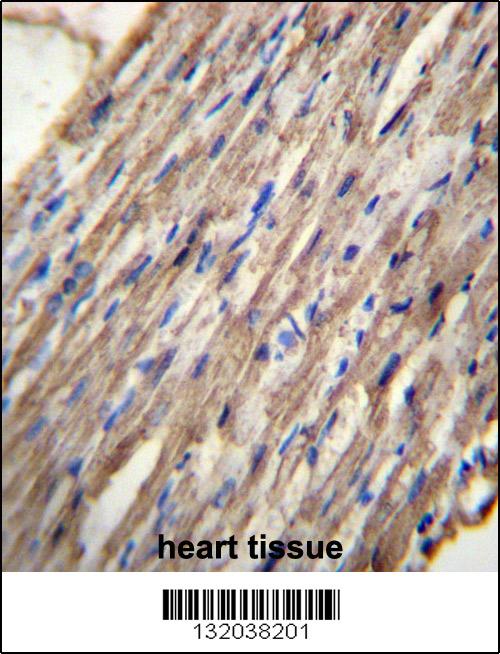 C10orf129 Antibody (C-term) (Cat. #AP12601b)immunohistochemistry analysis in formalin fixed and paraffin embedded human heart tissue followed by peroxidase conjugation of the secondary antibody and DAB staining.This data demonstrates the use of C10orf129 Antibody (C-term) for immunohistochemistry. Clinical relevance has not been evaluated.