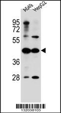 C10orf129 Antibody (C-term) (Cat. #AP12601b) western blot analysis in A549,HepG2 cell line lysates (35ug/lane).This demonstrates the C10orf129 antibody detected the C10orf129 protein (arrow).