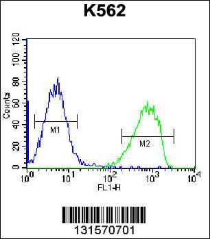 SPINK8 Antibody (C-term) (Cat. #AP12598b) flow cytometric analysis of K562 cells (right histogram) compared to a negative control cell (left histogram).FITC-conjugated goat-anti-rabbit secondary antibodies were used for the analysis.