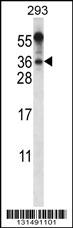 BEND6 Antibody (C-term) (Cat. #AP12587b) western blot analysis in 293 cell line lysates (35ug/lane).This demonstrates the BEND6 antibody detected the BEND6 protein (arrow).
