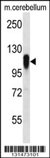 FBX41 Antibody (N-term) (Cat. #AP12585a) western blot analysis in mouse cerebellum tissue lysates (35ug/lane).This demonstrates the FBX41 antibody detected the FBX41 protein (arrow).