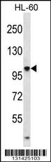 TTLL4 Antibody (Center) (Cat. #AP12581c) western blot analysis in HL-60 cell line lysates (35ug/lane).This demonstrates the TTLL4 antibody detected the TTLL4 protein (arrow).