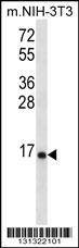 RPL23 Antibody (Center) (Cat. #AP12578c) western blot analysis in mouse NIH-3T3 cell line lysates (35ug/lane).This demonstrates the RPL23 antibody detected the RPL23 protein (arrow).