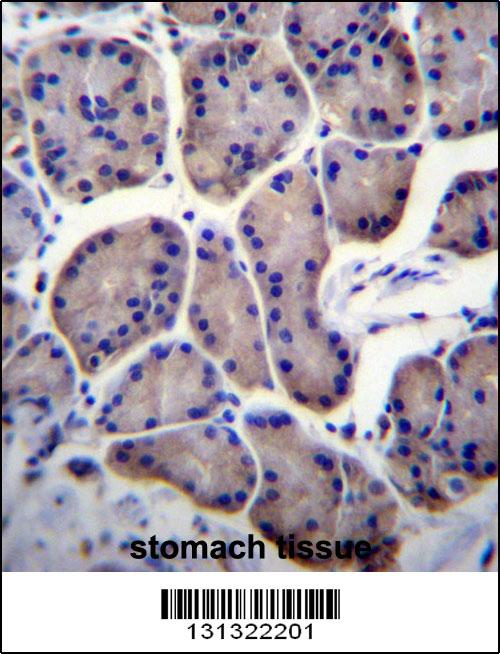 RPL23 Antibody (Center) (Cat. #AP12578c)immunohistochemistry analysis in formalin fixed and paraffin embedded human stomach tissue followed by peroxidase conjugation of the secondary antibody and DAB staining.This data demonstrates the use of RPL23 Antibody (Center) for immunohistochemistry. Clinical relevance has not been evaluated.