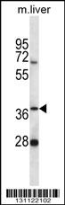 PNKD Antibody (N-term) (Cat. #AP12567a) western blot analysis in mouse liver tissue lysates (35ug/lane).This demonstrates the PNKD antibody detected the PNKD protein (arrow).