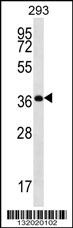 OR10H5 Antibody (C-term) (Cat. #AP12539b) western blot analysis in 293 cell line lysates (35ug/lane).This demonstrates the OR10H5 antibody detected the OR10H5 protein (arrow).