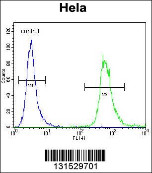 WDR3 Antibody (N-term) (Cat. #AP12525a) flow cytometric analysis of Hela cells (right histogram) compared to a negative control cell (left histogram).FITC-conjugated goat-anti-rabbit secondary antibodies were used for the analysis.