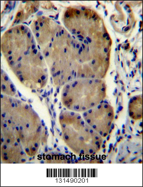 WDR86 Antibody (C-term) (Cat. #AP12522b)immunohistochemistry analysis in formalin fixed and paraffin embedded human stomach tissue followed by peroxidase conjugation of the secondary antibody and DAB staining.This data demonstrates the use of WDR86 Antibody (C-term) for immunohistochemistry. Clinical relevance has not been evaluated.