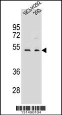 WDR86 Antibody (C-term) (Cat. #AP12522b) western blot analysis in NCI-H292,293 cell line lysates (35ug/lane).This demonstrates the WDR86 antibody detected the WDR86 protein (arrow).