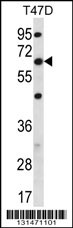 FAM83D Antibody (C-term) (Cat. #AP12519b) western blot analysis in T47D cell line lysates (35ug/lane).This demonstrates the FAM83D antibody detected the FAM83D protein (arrow).