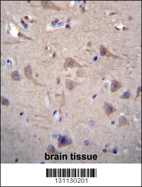 CCT8 Antibody (C-term) (Cat. #AP12500b)immunohistochemistry analysis in formalin fixed and paraffin embedded human brain tissue followed by peroxidase conjugation of the secondary antibody and DAB staining.This data demonstrates the use of CCT8 Antibody (C-term) for immunohistochemistry. Clinical relevance has not been evaluated.