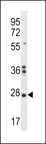 NKAIN1 Antibody (C-term) (Cat. #AP12478b) western blot analysis in K562 cell line lysates (35ug/lane).This demonstrates the NKAIN1 antibody detected the NKAIN1 protein (arrow).