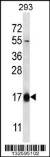 HBQ1 Antibody (N-term) (Cat. #AP12996a) western blot analysis in 293 cell line lysates (35ug/lane).This demonstrates the HBQ1 antibody detected the HBQ1 protein (arrow).