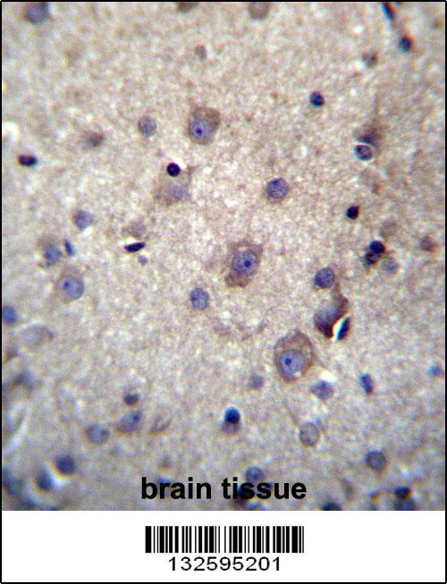 HBQ1 Antibody (N-term) (Cat. #AP12996a)immunohistochemistry analysis in formalin fixed and paraffin embedded human brain tissue followed by peroxidase conjugation of the secondary antibody and DAB staining.This data demonstrates the use of HBQ1 Antibody (N-term) for immunohistochemistry. Clinical relevance has not been evaluated.