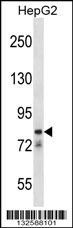 CATSPER1 Antibody (N-term) (Cat. #AP12995a) western blot analysis in HepG2 cell line lysates (35ug/lane).This demonstrates the CATSPER1 antibody detected the CATSPER1 protein (arrow).