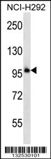 PCDHB11 Antibody (N-term) (Cat. #AP12988a) western blot analysis in NCI-H292 cell line lysates (35ug/lane).This demonstrates the PCDHB11 antibody detected the PCDHB11 protein (arrow).
