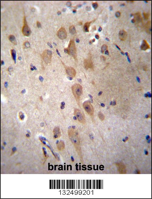 GRIP2 Antibody (Center) (Cat. #AP12980c)immunohistochemistry analysis in formalin fixed and paraffin embedded human brain tissue followed by peroxidase conjugation of the secondary antibody and DAB staining.This data demonstrates the use of GRIP2 Antibody (Center) for immunohistochemistry. Clinical relevance has not been evaluated.
