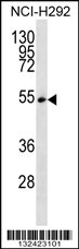 SFRS11 Antibody (C-term) (Cat. #AP12968b) western blot analysis in NCI-H292 cell line lysates (35ug/lane).This demonstrates the SFRS11 antibody detected the SFRS11 protein (arrow).