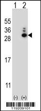 Western blot analysis of MOBKL1B (arrow) using rabbit polyclonal MOBKL1B Antibody (N-term) (Cat. #AP12884a). 293 cell lysates (2 ug/lane) either nontransfected (Lane 1) or transiently transfected (Lane 2) with the MOBKL1B gene.