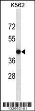 CACNG4 Antibody (Center) (Cat. #AP12867c) western blot analysis in K562 cell line lysates (35ug/lane).This demonstrates the CACNG4 antibody detected the CACNG4 protein (arrow).