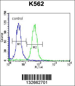 CACNG4 Antibody (Center) (Cat. #AP12867c) flow cytometric analysis of K562 cells (right histogram) compared to a negative control cell (left histogram).FITC-conjugated donkey-anti-rabbit secondary antibodies were used for the analysis.