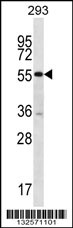 PELI2 Antibody (N-term) (Cat. #AP12838a) western blot analysis in 293 cell line lysates (35ug/lane).This demonstrates the PELI2 antibody detected the PELI2 protein (arrow).