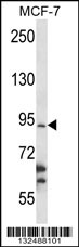 RBM28 Antibody (N-term) (Cat. #AP12819a) western blot analysis in MCF-7 cell line lysates (35ug/lane).This demonstrates the RBM28 antibody detected the RBM28 protein (arrow).